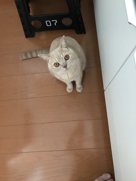 猫 ブリティッシュショートヘア 弦之介の写真