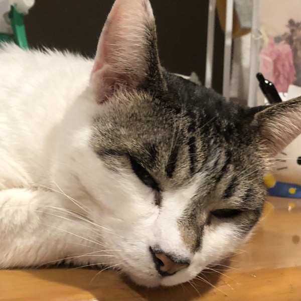 猫 雑種（ミックス） ラブの写真