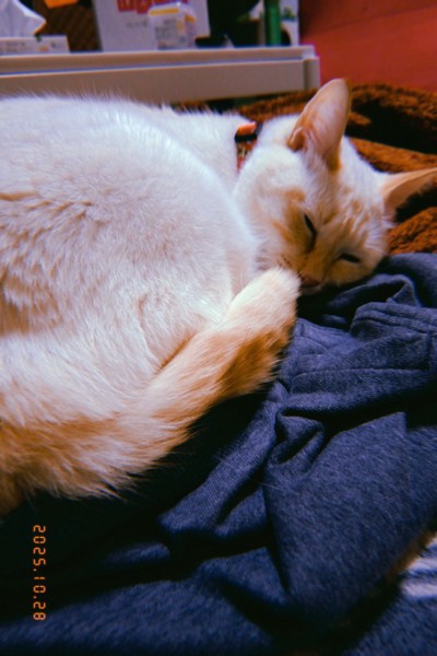 猫 雑種（ミックス） 拍珠（シロミ）の写真