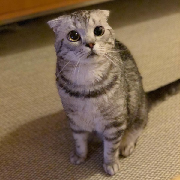 猫 スコティッシュフォールド トラちゃんの写真