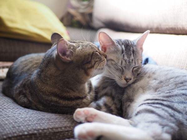 猫 キジトラ 虎（トラ）と景（カゲ）の写真