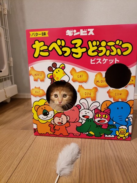 猫 茶トラ かぐらの写真