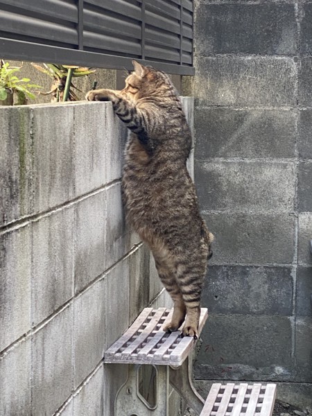 猫 キジトラ レンの写真