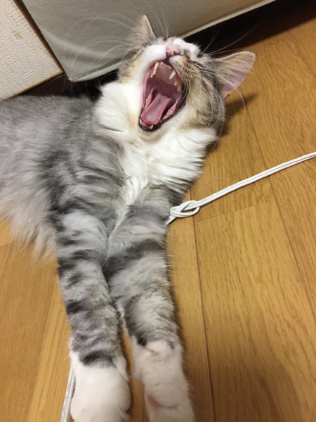 猫 ノルウェージャンフォレストキャット プルの写真