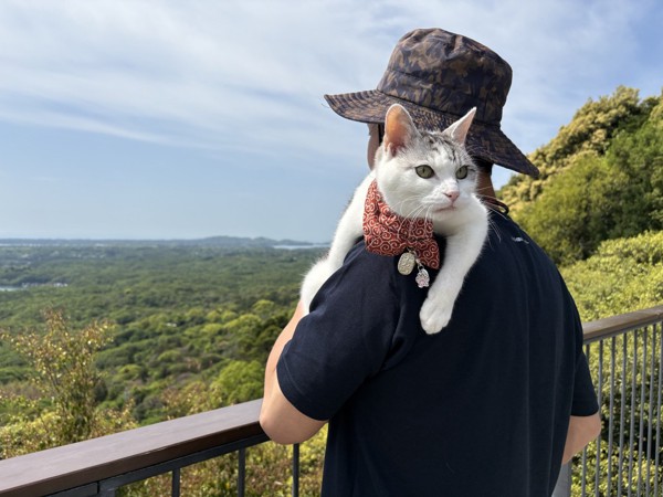 猫 サバシロ もーしゃんの写真