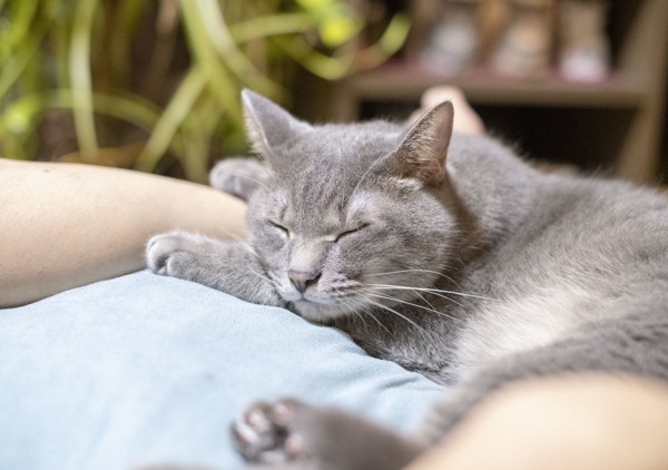 猫 雑種（ミックス） なつの写真