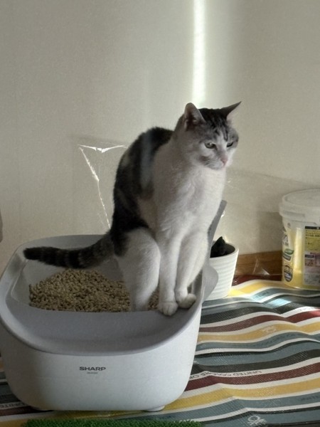 猫 サバシロ もーしゃんの写真