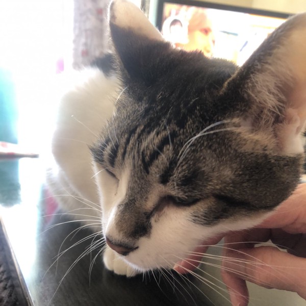 猫 雑種（ミックス） ラブの写真