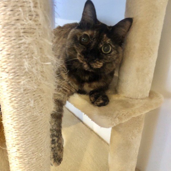 猫 サビ猫 ポンちゃんの写真