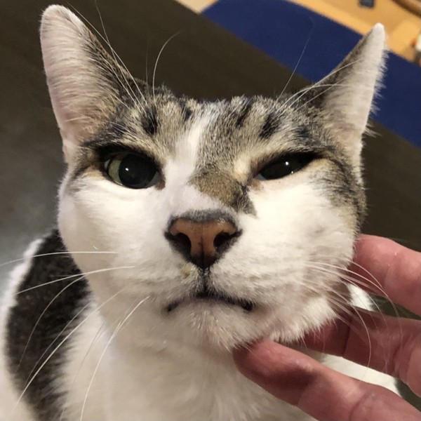 猫 雑種（ミックス） ラブの写真