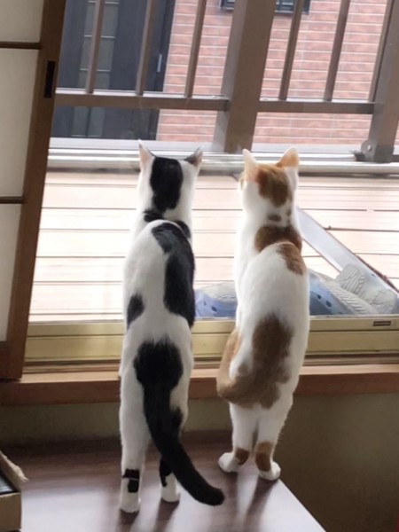 猫 雑種（ミックス） くっきー♂＆りっきー♀の写真