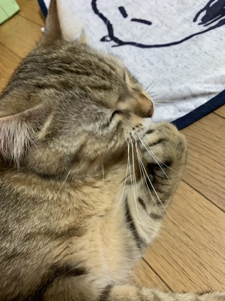 猫 ミヌエット きなこの写真