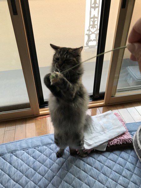 猫 雑種（ミックス） つくね&むぎの写真