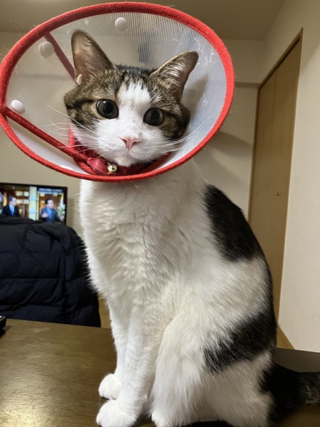 猫 雑種（ミックス） 大和の写真