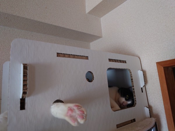 猫 ジャバニーズ おはぎの写真