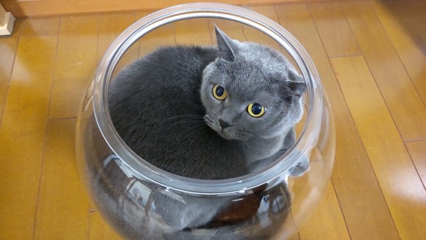 猫 ブリティッシュショートヘア しらべの写真
