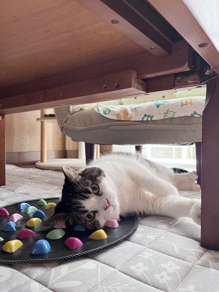 猫 スコティッシュフォールド とおふの写真