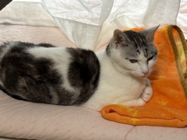 猫 サバシロ もーしゃんの写真