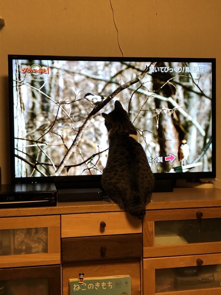 猫 キジシロ さくらの写真