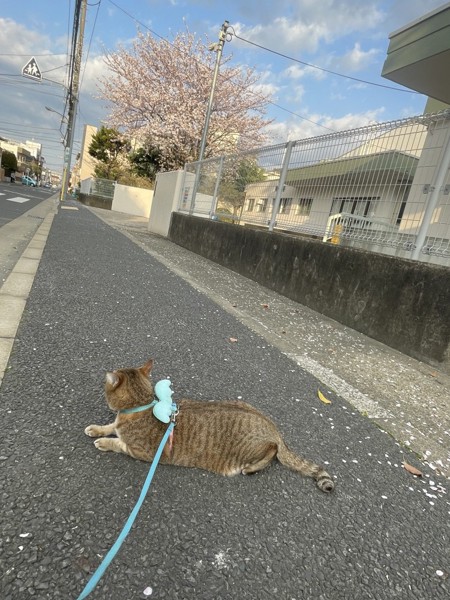 猫 キジトラ こいたろうの写真