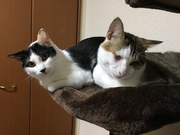 猫 雑種（ミックス） はる＆花月(かげつ)の写真