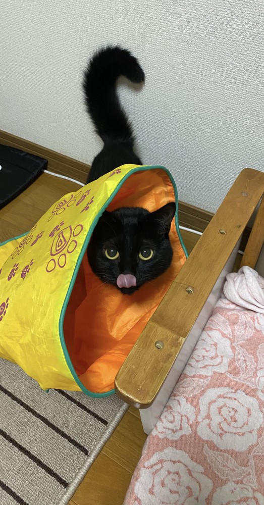 猫 マンチカン くーちゃんの写真