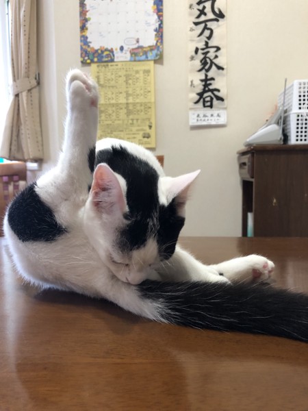 猫 雑種 ごろうの写真