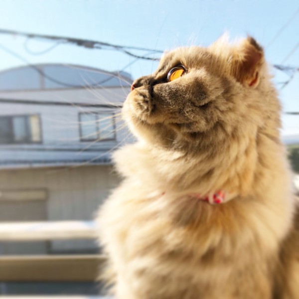 猫 スコティッシュフォールド べべの写真