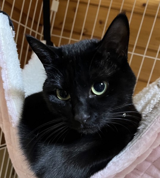 猫 黒猫 アルの写真
