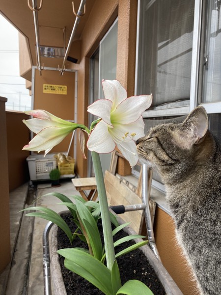 猫 雑種（ミックス） ミーコどんの写真