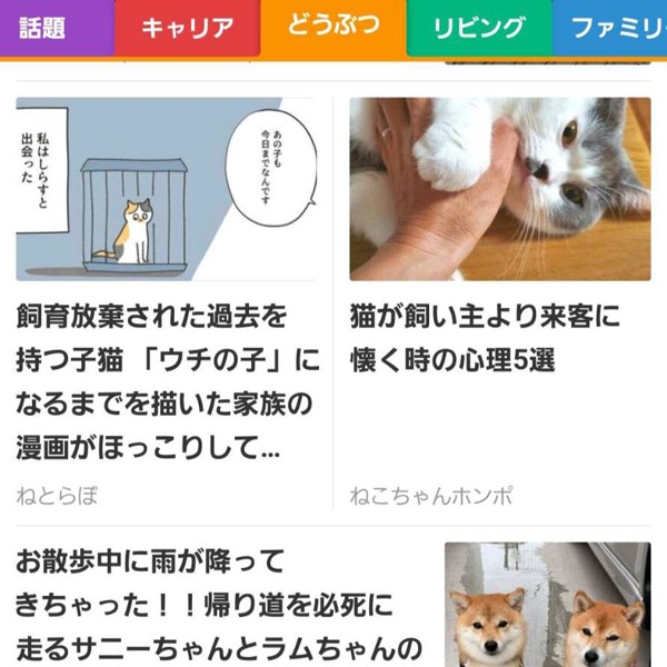 猫 ブリティッシュショートヘア ふくの写真