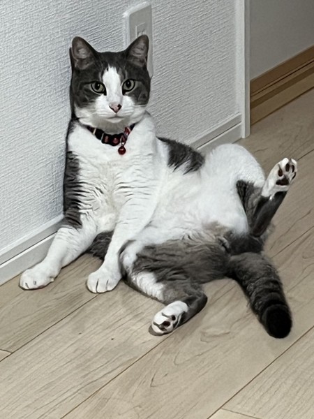 猫 サバシロ 龍我の写真