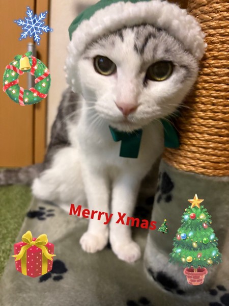 猫 サバシロ もーしゃんの写真