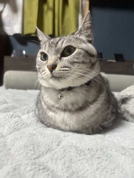 猫 サバトラ リロの写真