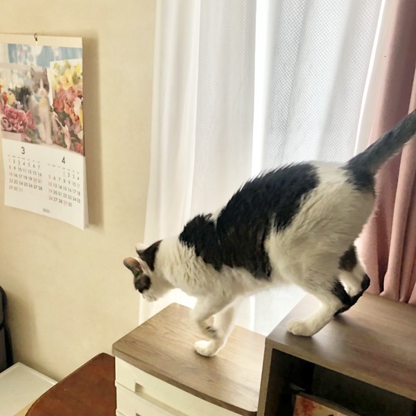 猫 雑種（ミックス） ラブの写真