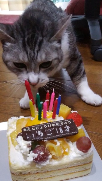 猫 雑種（ミックス） イチゴの写真