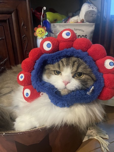猫 ハイランダー わたの写真
