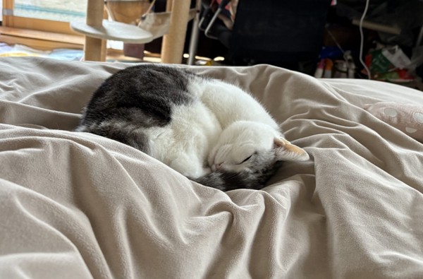 猫 サバシロ もーしゃんの写真