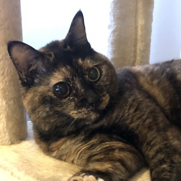 猫 サビ猫 ポンちゃんの写真