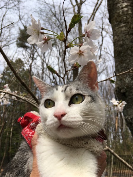 猫 サバシロ もーしゃんの写真