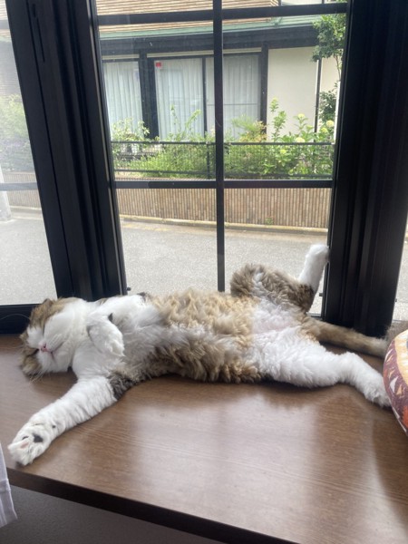 猫 スコティッシュフォールド コロの写真