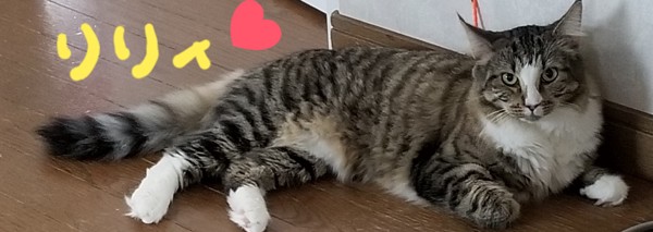 猫 ノルウェージャンホレストキャット リリィの写真