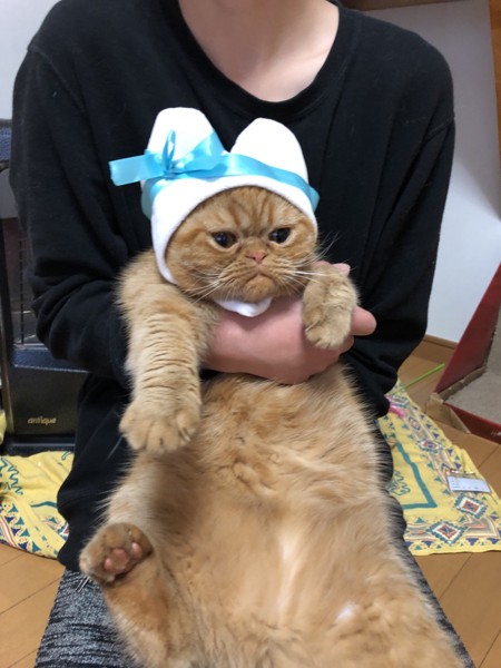 猫 エキゾチックショートヘア 心春の写真