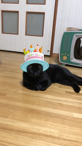 猫 雑種 うにちゃんの写真