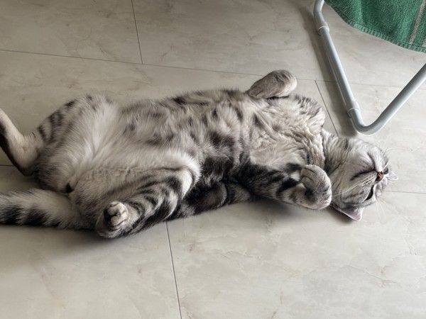 猫 アメリカンショートヘア ペロの写真