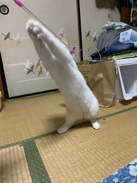 猫 スコティッシュフォールド りりの写真