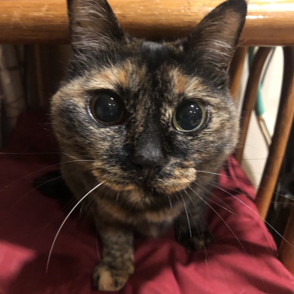 猫 サビ猫 ポンちゃんの写真