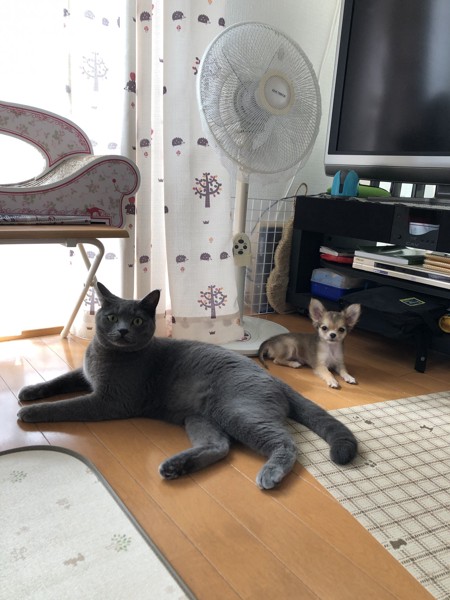 猫 ミックス はちの写真