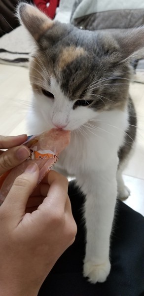 猫 ノルウェージャンフォレストキャット そらの写真