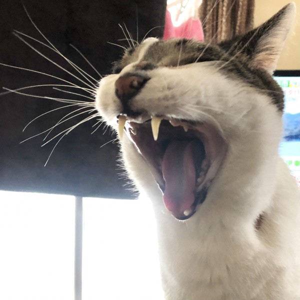 猫 雑種（ミックス） ラブの写真